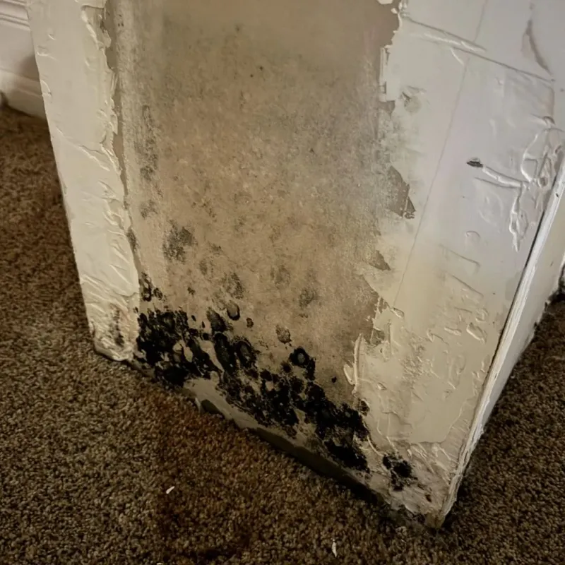 Professional Mold Removal in Gorham, ME